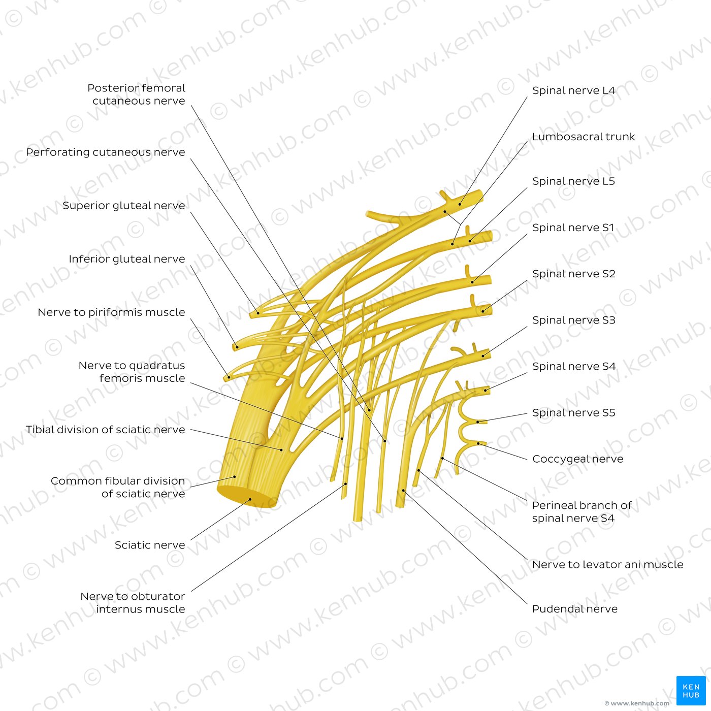 Sacral plexus: Anatomy, branches and mnemonics Biology Diagrams