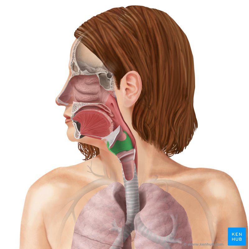 Thyroid gland