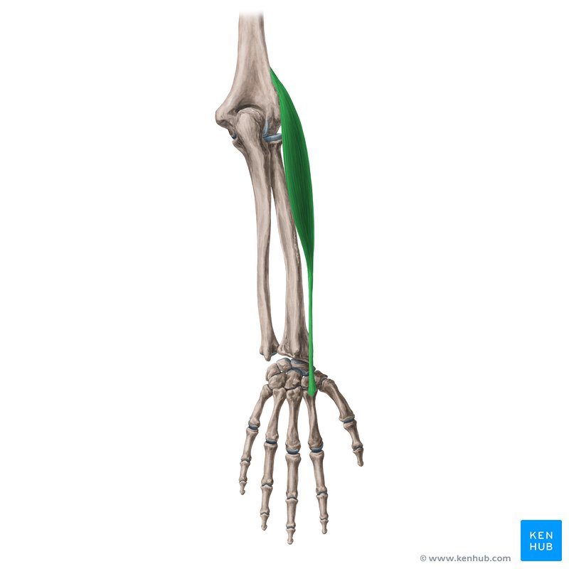 Extensor carpi radialis longus muscle (Musculus extensor carpi radialis longus)