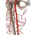 Lateral circumflex femoral artery