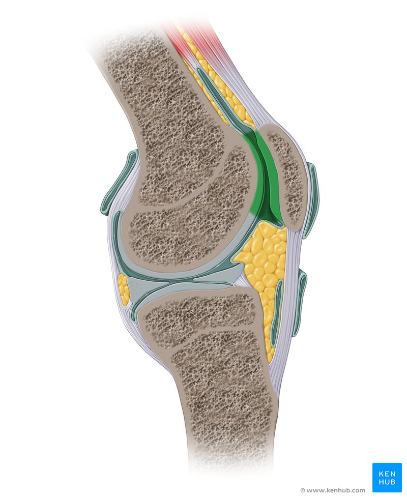 Patellofemoral Joint Anatomy