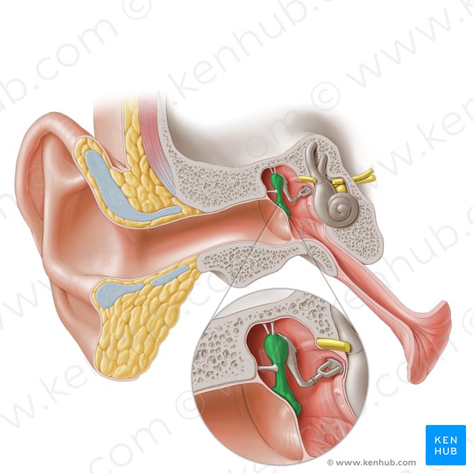 Malleus; Image: Paul Kim