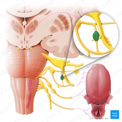 Ganglio ótico (Ganglion oticum); Imagen: Paul Kim