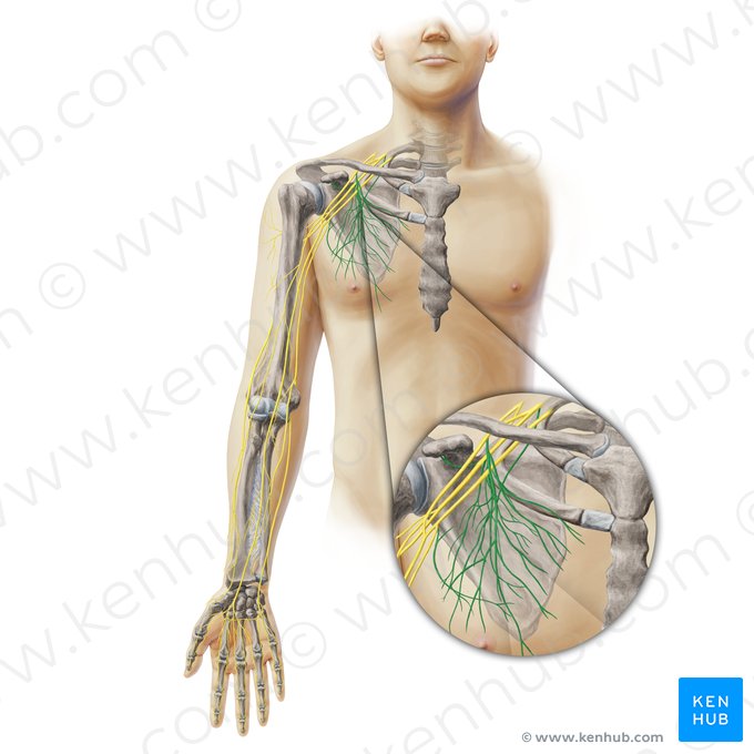 Nerfs scapulaires (Nervi scapulares); Image : Paul Kim