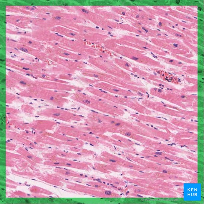 Muscle cardiaque (Textus muscularis cardiacus); Image : 