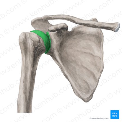 Ball and socket joint (Articulatio sphaeroidea); Image: Yousun Koh