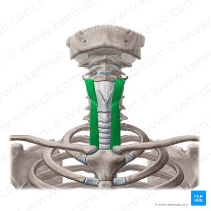 Músculo tireo-hióideo e músculo esternotireóideo (Musculus thyrohyoideus & musculus sternothyroideus); Imagem: Yousun Koh