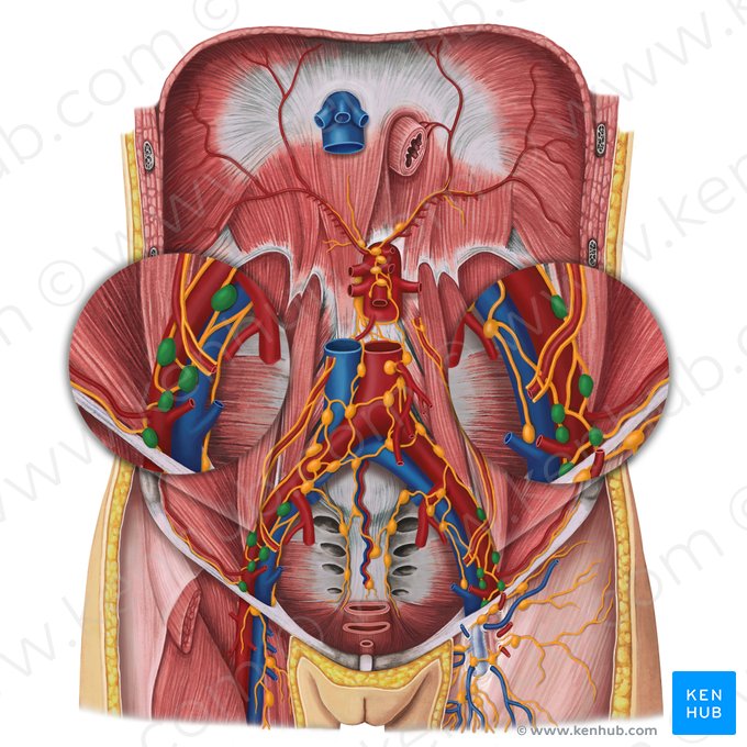 External iliac lymph nodes (Nodi lymphoidei iliaci externi); Image: Irina Münstermann