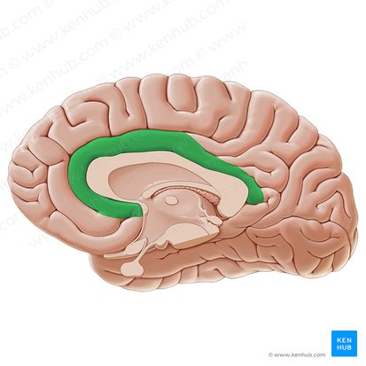 Giro do cíngulo (Gyrus cinguli); Imagem: Paul Kim