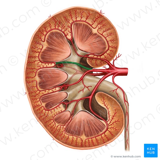 Arteria segmentaria superior anterior del riñón (Arteria segmenti anterioris superioris renis); Imagen: Irina Münstermann