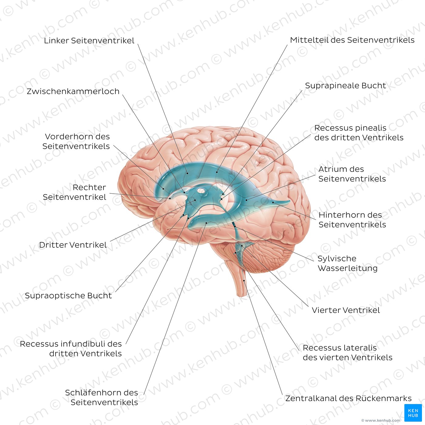Ventrikelsystem des Gehirns