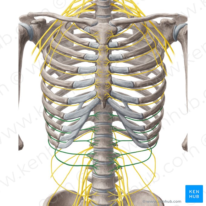 7.º-11.º nervos intercostais (Nervi intercostales 7-11); Imagem: Yousun Koh