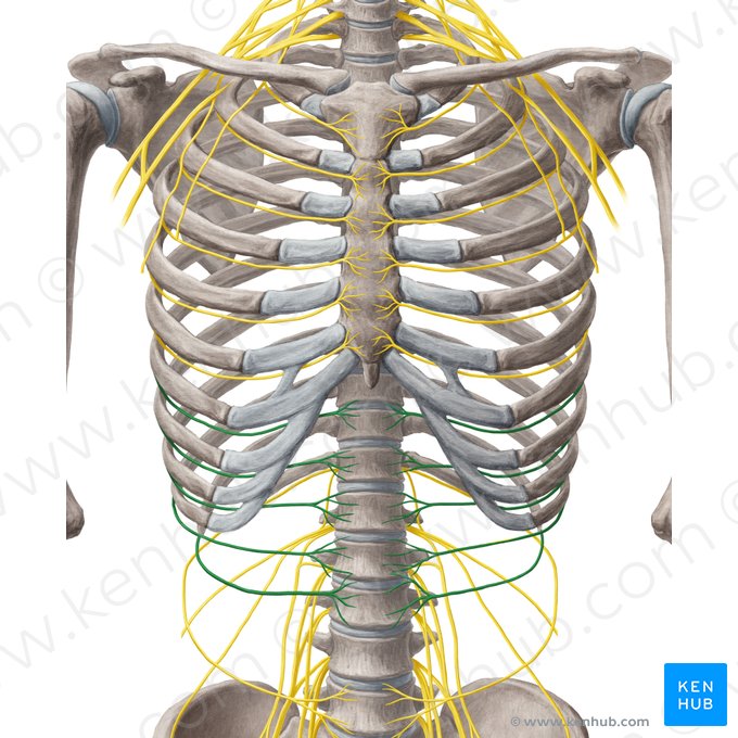 7th-11th intercostal nerves (Nervi intercostales 7-11); Image: Yousun Koh