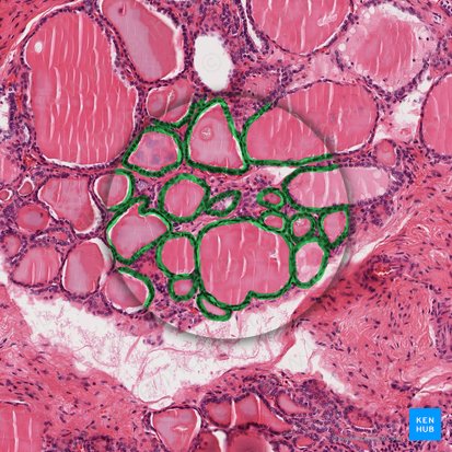 Epithelium simplex cuboideum (Isoprismatisches Epithel); Bild: 