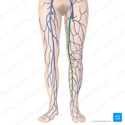 Great saphenous vein (Vena saphena magna); Image: Begoña Rodriguez