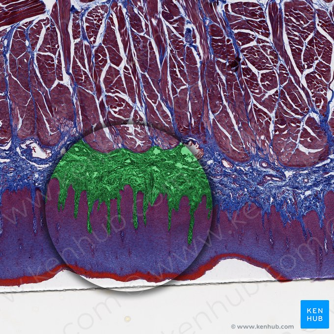 Lámina propia de la mucosa (Lamina propria mucosae); Imagen: 