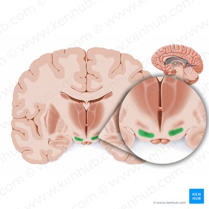 Substantia nigra; Image: Paul Kim