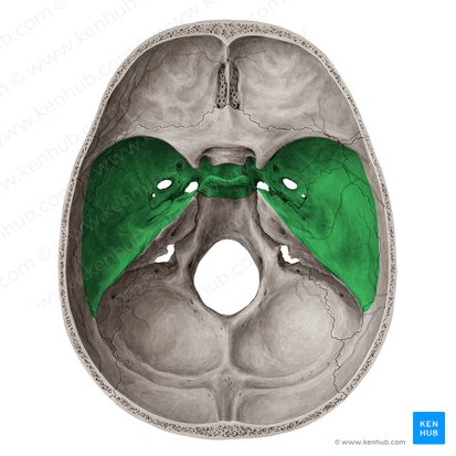 Fosa craneal media (Fossa cranii media); Imagen: Yousun Koh