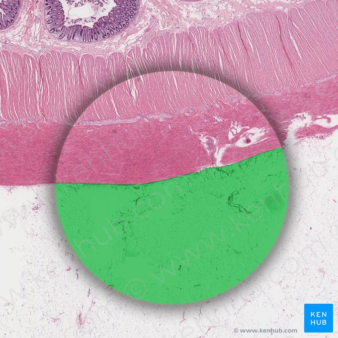 Areolar connective tissue (Textus connectivus areolaris); Image: 