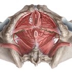 Perineal artery