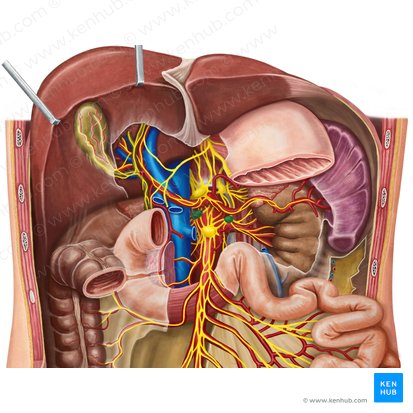 Aorticorenal ganglia (Ganglia aorticorenalia); Image: Irina Münstermann
