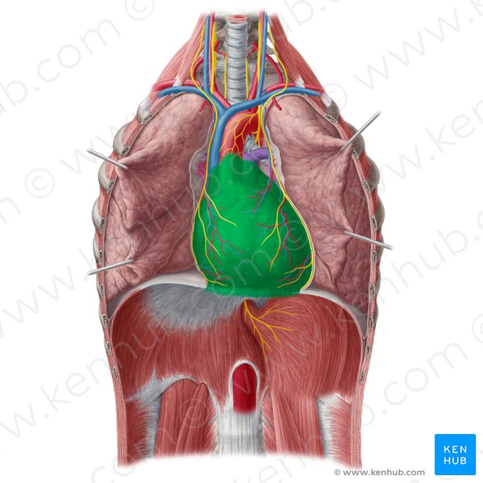 Pericárdio (Pericardium); Imagem: Yousun Koh