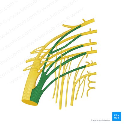 Tibial division of sciatic nerve (Divisio tibialis nervi ischiadici); Image: Begoña Rodriguez
