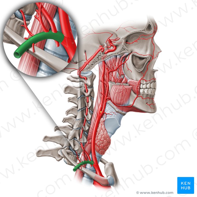 Subclavian artery (Arteria subclavia); Image: Paul Kim