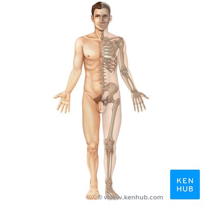 MUSCULOSKELETAL SYSTEM ANATOMY AND FUNCTIONS KENHUB visual data 3