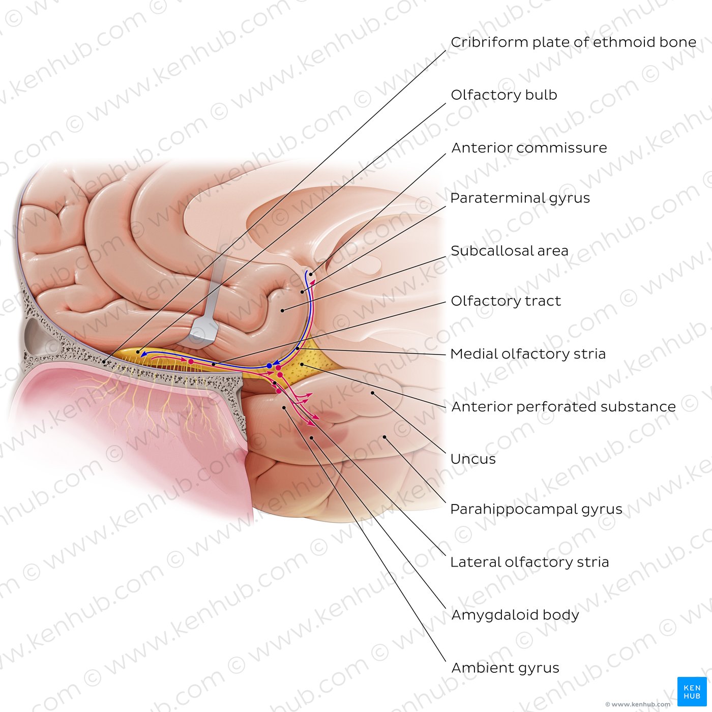 Olfactory nerve
