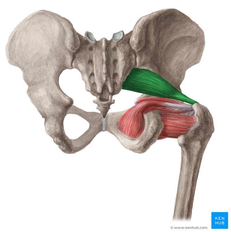 Músculo piriforme (verde) - vista posterior