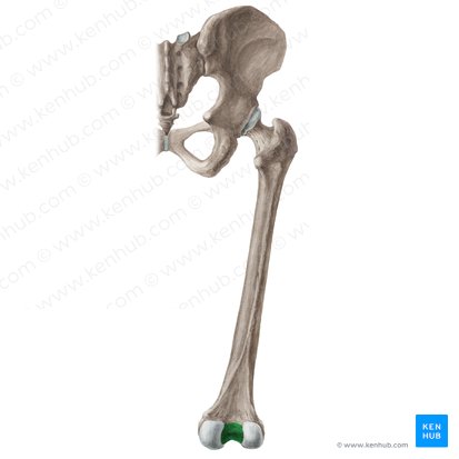 Fosa intercondílea del fémur (Fossa intercondylaris femoris); Imagen: Liene Znotina