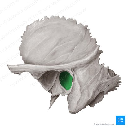 Porus acusticus externus cranii (Öffnung des äußeren Gehörgangs); Bild: Samantha Zimmerman
