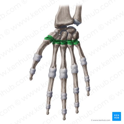 Carpometacarpal joints (Articulationes carpometacarpeae); Image: Yousun Koh