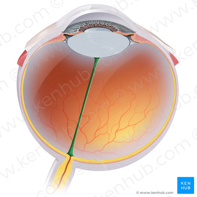 Hyaloid canal (Canalis hyaloideus); Image: Paul Kim