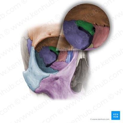 Lesser wing of sphenoid bone (Ala minor ossis sphenoidalis); Image: Paul Kim