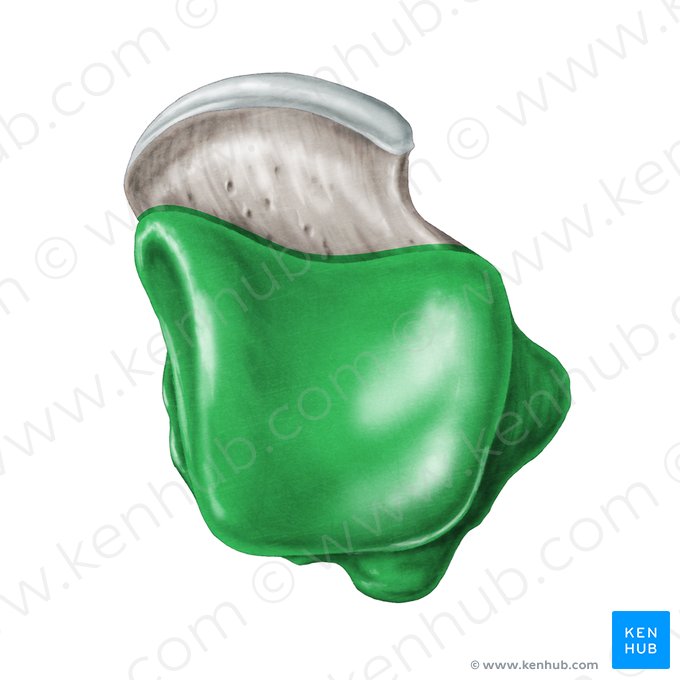 Cuerpo del talus (Corpus ossis tali); Imagen: Samantha Zimmerman