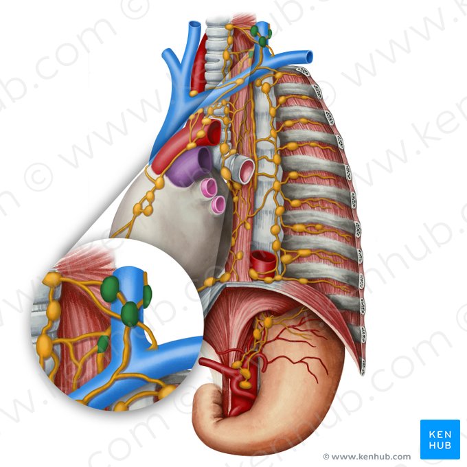 Ganglios linfáticos supraclaviculares (Nodi lymphoidei supraclaviculares); Imagen: Irina Münstermann