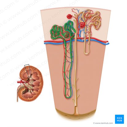 Juxtamedullary nephron (Nephronum juxtamedullare); Image: Paul Kim