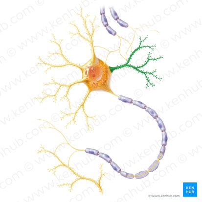 Dendrites (Dendrita); Image: Paul Kim
