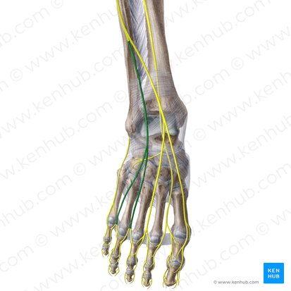 Intermediate dorsal cutaneous nerve of foot (Nervus cutaneus dorsalis intermedius pedis); Image: Liene Znotina