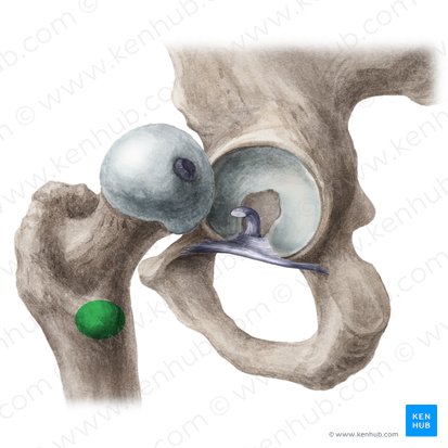 Trocanter menor do fêmur (Trochanter minor ossis femoris); Imagem: Liene Znotina
