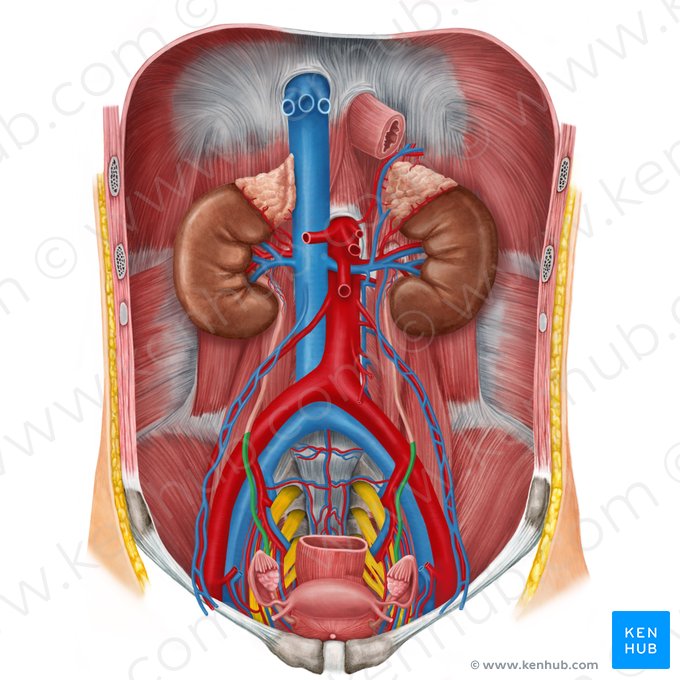 Pelvic part of ureter (Pars pelvica ureteris); Image: Irina Münstermann