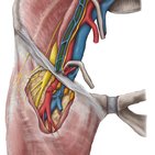 Arteria testicularis (Hodenarterie)