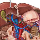 Left gastric vein