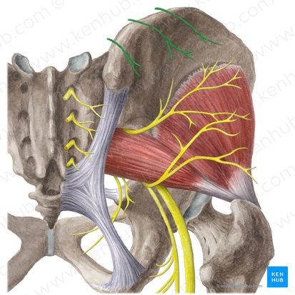 Nervi clunium superiores (Obere Gesäßnerven); Bild: Liene Znotina