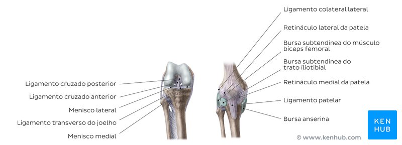 Anatomia da articulação do joelho - vista anterior e posterior