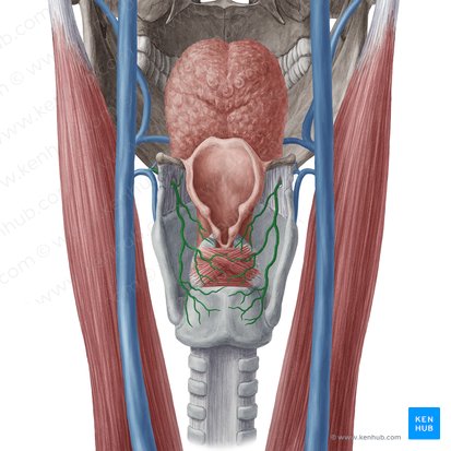 Superior laryngeal vein (Vena laryngea superior); Image: Yousun Koh