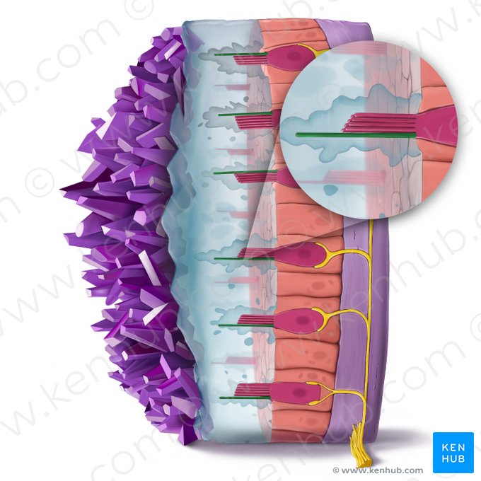 Kinocilium of vestibular hair cell (Kinocilium vestibulocyti); Image: Tal Bavli Ziv