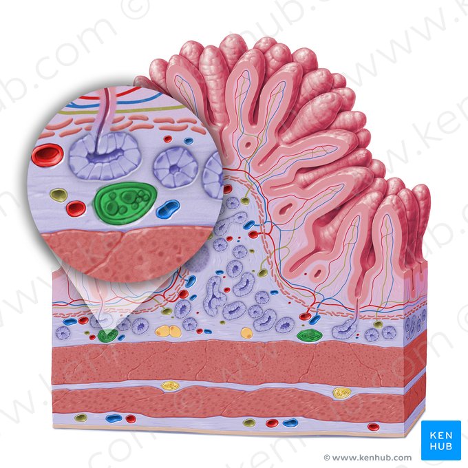 Plexo submucoso (de Meissner) (Plexus nervosus submucosus); Imagem: Paul Kim